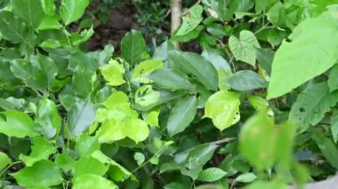Millettia pinnata ağacı. Fabaceae familyasından bir ağaç türü. Diğer adı Pongamiapinnata, Hint biechandPongame Petrol Ağacı. Petrol tohumlarından çıkarılır. Ayurvedic tıp.