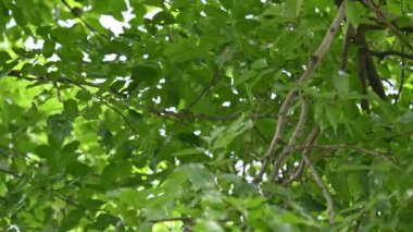 Millettia pinnata ağacı. Fabaceae familyasından bir ağaç türü. Diğer adı Pongamiapinnata, Hint biechandPongame Petrol Ağacı. Petrol tohumlarından çıkarılır. Ayurvedic tıp.