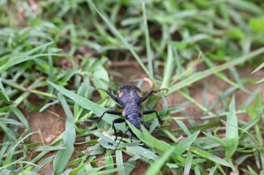 Altı nokta yer böceği. Diğer adı Anthia sexguttata. Bu Carabidae Ailesi 'nin kankası..