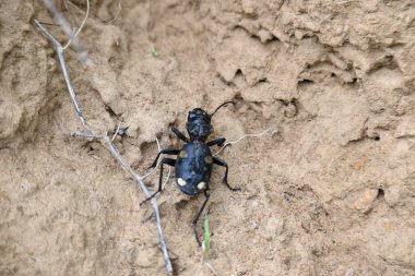 Altı nokta yer böceği. Diğer adı Anthia sexguttata. Bu Carabidae Ailesi 'nin kankası..
