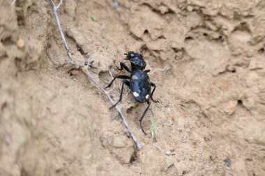 Altı nokta yer böceği. Diğer adı Anthia sexguttata. Bu Carabidae Ailesi 'nin kankası..