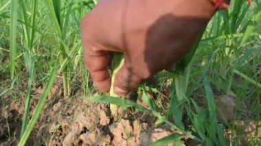Eleusine coracana veya parmak darı bitkileri. Hindistan 'da Ragi ve Madua ve Nepal' de Kodo olarak adlandırılır. Yıllık otçul bitkidir. Afrika ve Asya 'da yaygın olarak mısır gevreği olarak yetişir..