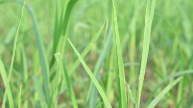 Eleusine coracana veya parmak darı bitkileri. Hindistan 'da Ragi ve Madua ve Nepal' de Kodo olarak adlandırılır. Yıllık otçul bitkidir. Afrika ve Asya 'da yaygın olarak mısır gevreği olarak yetişir..