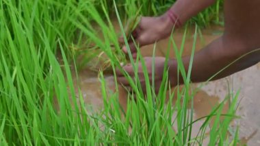 Pirinç fidanlığı yataktan yok oluyor. Çiftçiler pirinç fidanları topluyor. Pirinç ekme mevsiminde pirinç yetiştirmek. Pirinç yetiştiriciliği. Kökünden sökülüp başka bir yere yerleştirilmiş. Yavaş çekim videosu. 