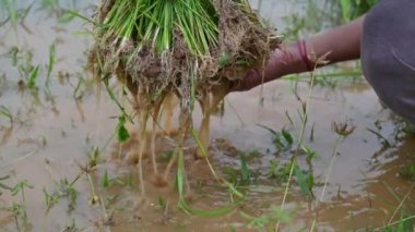 Pirinç fidanlığı yataktan yok oluyor. Çiftçiler pirinç fidanları topluyor. Pirinç ekme mevsiminde pirinç yetiştirmek. Pirinç yetiştiriciliği. Kökünden sökülüp başka bir yere yerleştirilmiş. Yavaş çekim videosu. 