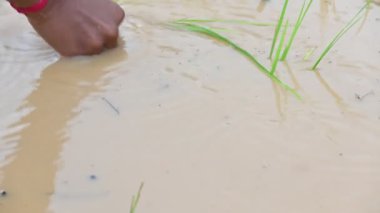 Tarlaya pirinç ekimi. Hintli bir çiftçi pirinç ekiyor. Hindistan 'da Paddy veya Rice çiftçiliği. Tarım faaliyetleri.