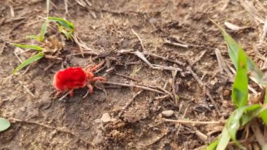 Trombidiidae böcekleri. Diğer isimleri kırmızı kadife maytlar, gerçek kadife böcekleri. Bu küçük bir eklem bacaklı sekiz bacaklı eklembacaklı ve parlak kırmızı rengiyle tanınan bir yerleşim yeri..