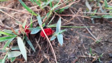 Trombidiidae böcekleri. Diğer isimleri kırmızı kadife maytlar, gerçek kadife böcekleri. Bu küçük bir eklem bacaklı sekiz bacaklı eklembacaklı ve parlak kırmızı rengiyle tanınan bir yerleşim yeri..