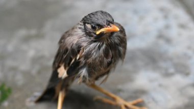 Minik Hint Myna Kuşları. Diğer adları Common myna ve mynah. Bu, sığırcık familyasından bir kuş. Bunlar, özellikle Hindistan olmak üzere Güney Asya 'ya özgü yoldan geçen bir grup kuş.. 