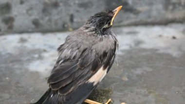 Minik Hint Myna Kuşları. Diğer adları Common myna ve mynah. Bu, sığırcık familyasından bir kuş. Bunlar, özellikle Hindistan olmak üzere Güney Asya 'ya özgü yoldan geçen bir grup kuş.. 