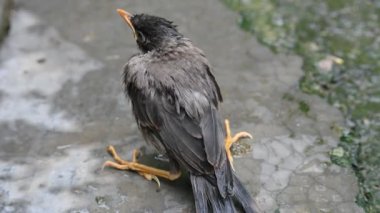 Minik Hint Myna Kuşları. Diğer adları Common myna ve mynah. Bu, sığırcık familyasından bir kuş. Bunlar, özellikle Hindistan olmak üzere Güney Asya 'ya özgü yoldan geçen bir grup kuş.. 