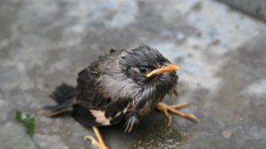 Minik Hint Myna Kuşları. Diğer adları Common myna ve mynah. Bu, sığırcık familyasından bir kuş. Bunlar, özellikle Hindistan olmak üzere Güney Asya 'ya özgü yoldan geçen bir grup kuş.. 