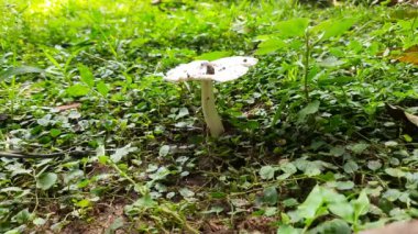 Vahşi mantar. Hindistan 'da yağmur mevsiminde toprakta yetişen bir mantardır. Mantarlar, mantarlarda yaygın olarak kullanılırlar. Bu birçok vitaminin kaynağıdır..