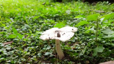 Vahşi mantar. Hindistan 'da yağmur mevsiminde toprakta yetişen bir mantardır. Mantarlar, mantarlarda yaygın olarak kullanılırlar. Bu birçok vitaminin kaynağıdır..