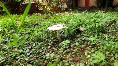 Wild Mushroom. It is a fungus, which grows on the soil during the rainy season in India. Mushrooms are used extensively incooking  in manycuisines. This is a Sources of many vitamin.