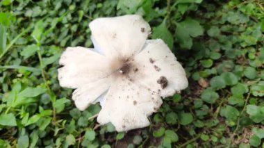 Vahşi mantar. Hindistan 'da yağmur mevsiminde toprakta yetişen bir mantardır. Mantarlar, mantarlarda yaygın olarak kullanılırlar. Bu birçok vitaminin kaynağıdır..