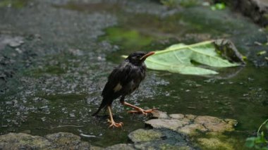 Minik Hint Myna Kuşları. Diğer adları Common myna ve mynah. Bu, sığırcık familyasından bir kuş. Bunlar, Güney Asya 'ya özgü yoldan geçen bir grup kuş. Yavaş çekim videosu. 