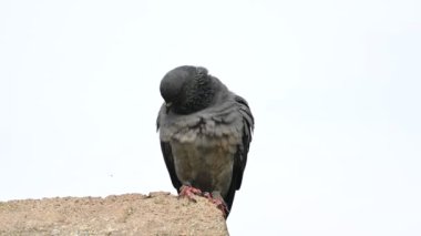 Kaya güvercini ya da kaya güvercini. Dünyada sevilen bir evcil kuştur. Bazı bölgelerde, et için de gündeme geliyor. Eski zamanlarda da haberci olarak çalışırmış. Yavaş çekim videosu. 
