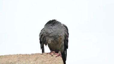 Kaya güvercini ya da kaya güvercini. Dünyada sevilen bir evcil kuştur. Bazı bölgelerde, et için de gündeme geliyor. Eski zamanlarda da haberci olarak çalışırmış. Yavaş çekim videosu. 