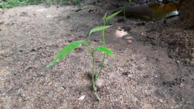 Polyalthialongifolia ağacı filizlenir. Diğer adı da sahte ashoka, Monoon longifolium. Bu, Annonaceae familyasından Asya kökenli küçük bir ağaç türü. Güney Hindistan ve Sri Lanka 'ya özgüdür..