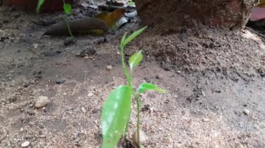 Polyalthialongifolia ağacı filizlenir. Diğer adı da sahte ashoka, Monoon longifolium. Bu, Annonaceae familyasından Asya kökenli küçük bir ağaç türü. Güney Hindistan ve Sri Lanka 'ya özgüdür..