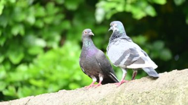 İki güvercin çiftleşme ritüeline girer. Sevgi dolu bir çift pegion. Kaya güvercini ya da kaya güvercini. Dünyada sevilen bir evcil kuştur. Bazı bölgelerde, et için de gündeme geliyor..