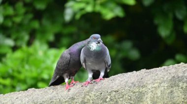 İki güvercin çiftleşme ritüeline girer. Sevgi dolu bir çift pegion. Kaya güvercini ya da kaya güvercini. Dünyada sevilen bir evcil kuştur. Yavaş çekim videosu.