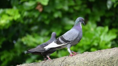 İki güvercin çiftleşme ritüeline girer. Sevgi dolu bir çift pegion. Kaya güvercini ya da kaya güvercini. Dünyada sevilen bir evcil kuştur. Yavaş çekim videosu.