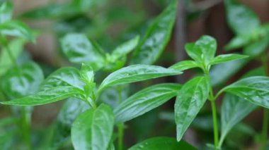 Andrographis panikleme bitkisi. Diğer adı Yeşil Chireta. Geleneksel olarak enfeksiyonları ve bazı hastalıkları tedavi etmek için kullanılır. Çoğunlukla tıbbi amaçlar için kullanılan yapraklar..