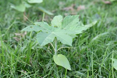 Hint yağı fabrikası. Ricinus Communis (