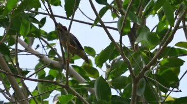 Ağaçta oturan Hint Myna Kuşları. Diğer adları Common myna ve mynah. Bu, sığırcık familyasından bir kuş. Bunlar, özellikle Hindistan 'a özgü yoldan geçen bir grup kuş..