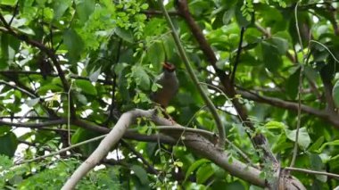 Ağaçta oturan Hint Myna Kuşları. Diğer adları Common myna ve mynah. Bu, sığırcık familyasından bir kuş. Bunlar yoldan geçen bir grup kuş. Yavaş çekim videosu.