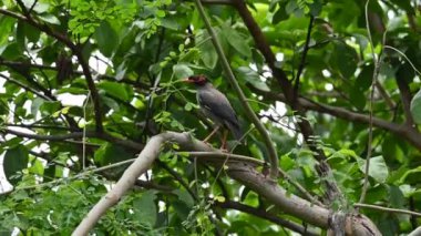 Ağaçta oturan Hint Myna Kuşları. Diğer adları Common myna ve mynah. Bu, sığırcık familyasından bir kuş. Bunlar yoldan geçen bir grup kuş. Yavaş çekim videosu.