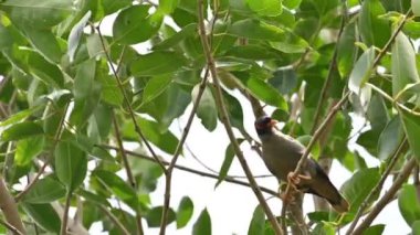 Ağaçta oturan Hint Myna Kuşları. Diğer adları Common myna ve mynah. Bu, sığırcık familyasından bir kuş. Bunlar yoldan geçen bir grup kuş. Yavaş çekim videosu.