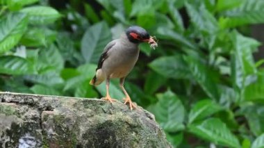 Hint Myna Kuşları. Diğer adları Common myna ve mynah. Bu, sığırcık familyasından bir kuş. Bunlar, özellikle Hindistan olmak üzere Güney Asya 'ya özgü yoldan geçen bir grup kuş.. 