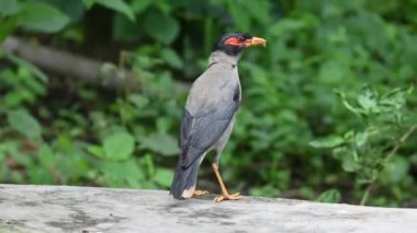 Hint Myna Kuşları. Diğer adları Common myna ve mynah. Bu, sığırcık familyasından bir kuş. Bunlar, özellikle Hindistan olmak üzere Güney Asya 'ya özgü yoldan geçen bir grup kuş.. 