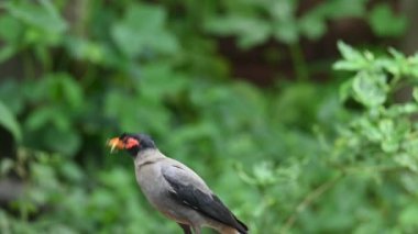 Hint Myna Kuşları. Diğer adları Common myna ve mynah. Bu, sığırcık familyasından bir kuş. Bunlar, özellikle Hindistan olmak üzere Güney Asya 'ya özgü yoldan geçen bir grup kuş..