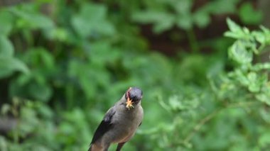 Hint Myna Kuşları. Diğer adları Common myna ve mynah. Bu, sığırcık familyasından bir kuş. Bunlar, özellikle Hindistan olmak üzere Güney Asya 'ya özgü yoldan geçen bir grup kuş..