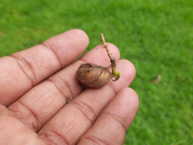 Polyalthialongifolia ağacı filizlenir. Diğer adı da sahte ashoka, Monoon longifolium. Bu, Annonaceae familyasından Asya kökenli küçük bir ağaç türü. Güney Hindistan ve Sri Lanka 'ya özgüdür..