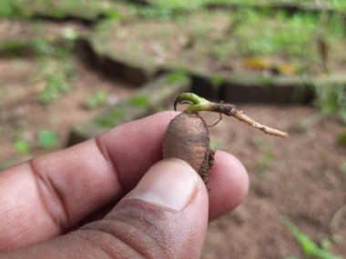 Polyalthialongifolia ağacı filizlenir. Diğer adı da sahte ashoka, Monoon longifolium. Bu, Annonaceae familyasından Asya kökenli küçük bir ağaç türü. Güney Hindistan ve Sri Lanka 'ya özgüdür..