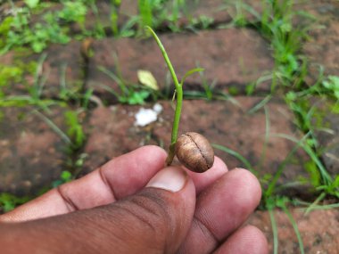 Polyalthialongifolia ağacı filizlenir. Diğer adı da sahte ashoka, Monoon longifolium. Bu, Annonaceae familyasından Asya kökenli küçük bir ağaç türü. Güney Hindistan ve Sri Lanka 'ya özgüdür..