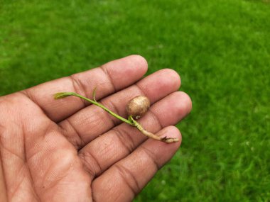 Polyalthialongifolia ağacı filizlenir. Diğer adı da sahte ashoka, Monoon longifolium. Bu, Annonaceae familyasından Asya kökenli küçük bir ağaç türü. Güney Hindistan ve Sri Lanka 'ya özgüdür..