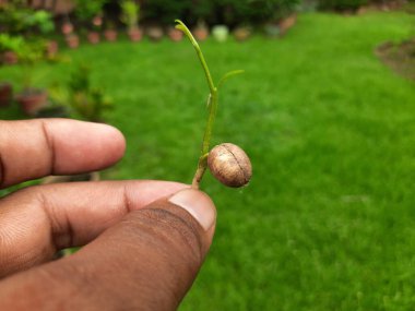 Polyalthialongifolia ağacı filizlenir. Diğer adı da sahte ashoka, Monoon longifolium. Bu, Annonaceae familyasından Asya kökenli küçük bir ağaç türü. Güney Hindistan ve Sri Lanka 'ya özgüdür..