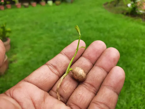 Polyalthialongifolia ağacı filizlenir. Diğer adı da sahte ashoka, Monoon longifolium. Bu, Annonaceae familyasından Asya kökenli küçük bir ağaç türü. Güney Hindistan ve Sri Lanka 'ya özgüdür..