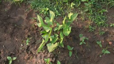 Sebze bahçesindeki kozalak bitkisi. Bezelye (