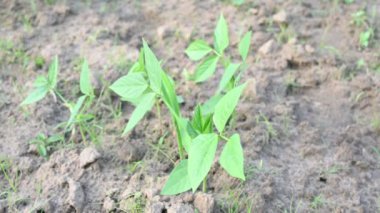 Sebze bahçesindeki kozalak bitkisi. Bezelye (