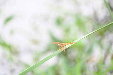 Yeşil yaprakların üzerinde oturan yusufçuk. Yusufçuk makro görüntüsü. Dragonfly 'ın doğal ortamdaki yeşil bitkinin üzerinde dinlenmesi inanılmaz yakın plan.. 