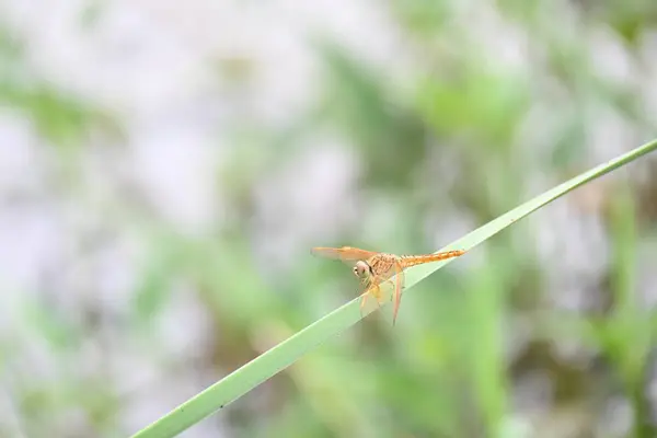 Yeşil yaprakların üzerinde oturan yusufçuk. Yusufçuk makro görüntüsü. Dragonfly 'ın doğal ortamdaki yeşil bitkinin üzerinde dinlenmesi inanılmaz yakın plan.. 