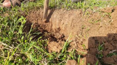 Ağaç dikmek için çukur kazıyorum. Bahçıvan elinden ağaç dikmek için derin bir çukur kazıyor. Demir bir aletle çukur kazan bir işçi. Bahçe ve tarım kavramı.