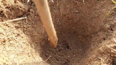Ağaç dikmek için çukur kazıyorum. Bahçıvan elinden ağaç dikmek için derin bir çukur kazıyor. Demir bir aletle çukur kazan bir işçi. Bahçe ve tarım kavramı.